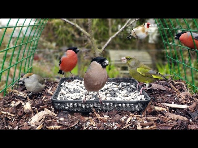Bullfinch, Greenfinch, Blackcap, Goldfinch, Dunnock, Blue Tit at The Garden Bird Table