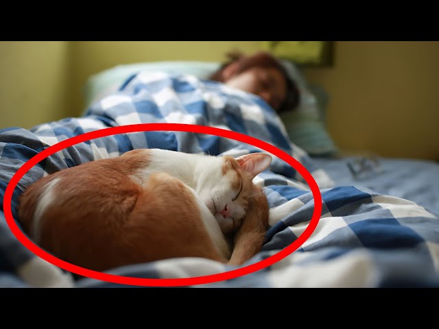 Why Does Your Cat Sleep With You? - What Your Cat's Sleep Spot Reveals About Your Connection 🔥