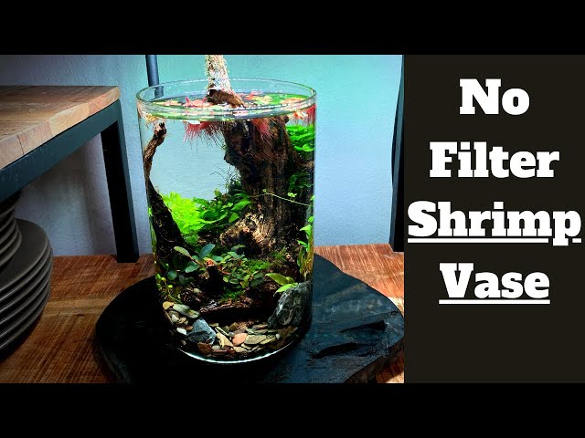 Planted Vase Setup! How To: 1 Gallon Shrimp Vase Aquarium