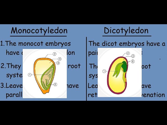 Monocotyledon vs Dicotyledon |Fast differences and comparison|