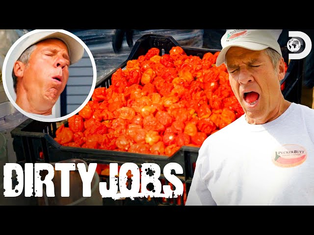 World’s Hottest Pepper! Mike Rowe Battles Carolina Reaper Seeds! | Dirty Jobs