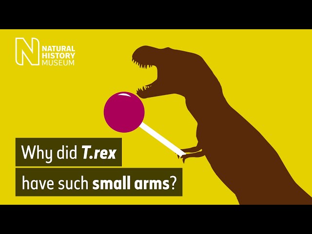 Why did T. rex have small arms? | Natural History Museum