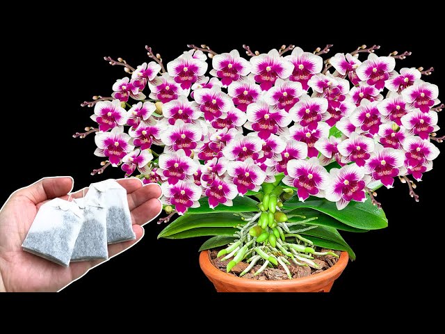 500 orchids bloom for 6 months and the plant sprouts roots, Just use one tea pack