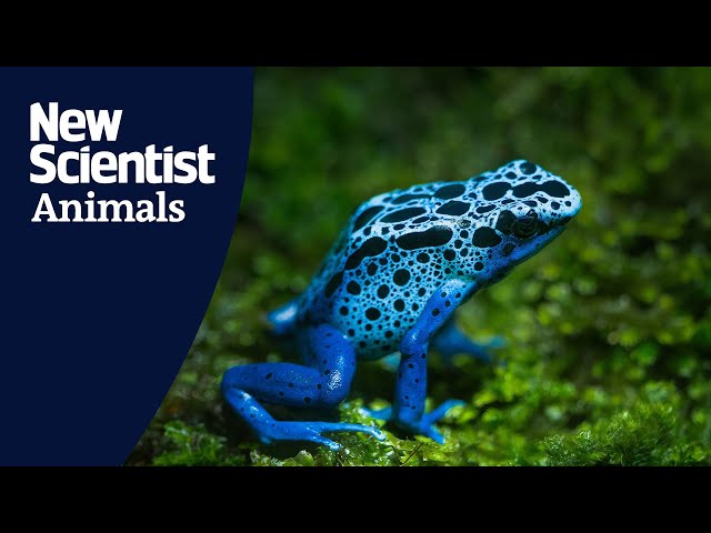 Poison frogs tap-dance to rouse prey