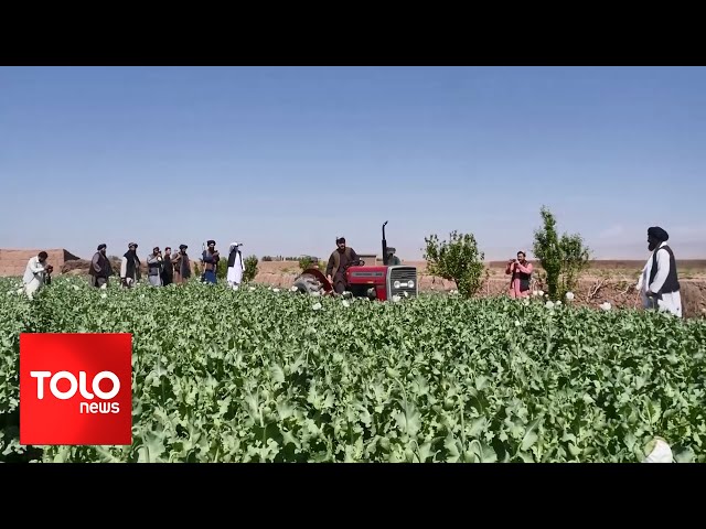 UN: 'Myanmar Overtakes Afghanistan as World’s Top Opium Producer'