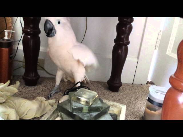 Cockatoo finding out he is going to the vet