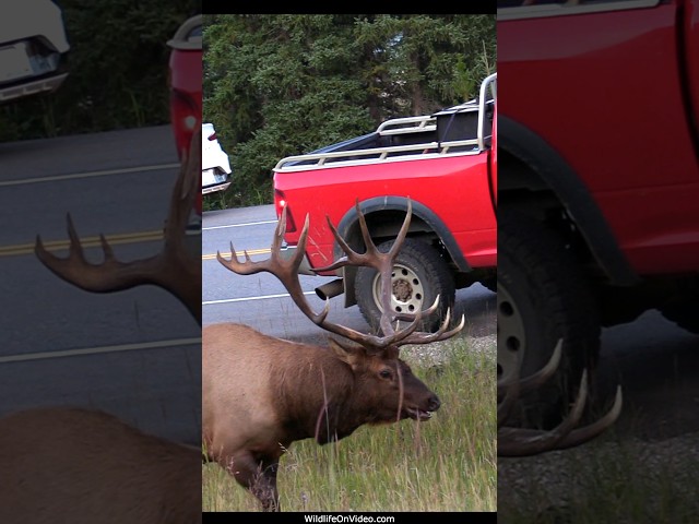 Biggest Bull Elk Dominates the Highway During Rut
