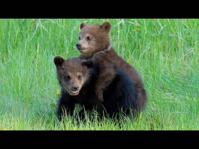 Care Free Spring Grizzly Bear Cubs