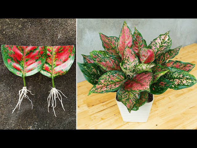How to grow and care aglaonema red plant simple and effective