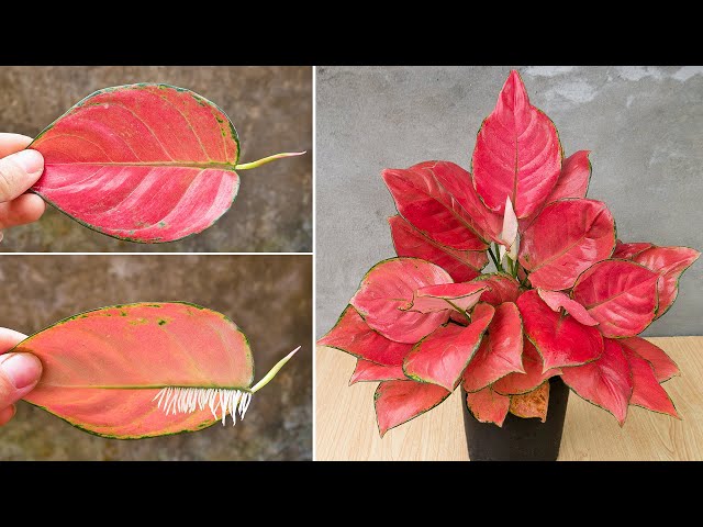 Marvel at how to breed red aglaonema in this way