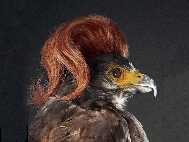 Birds With Hair? And More... -- BiDiPi #37
