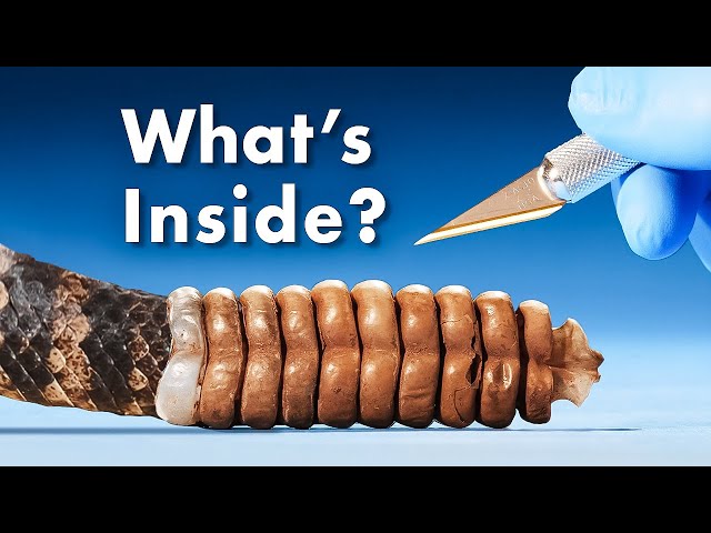 What's Inside a Rattlesnake Rattle?