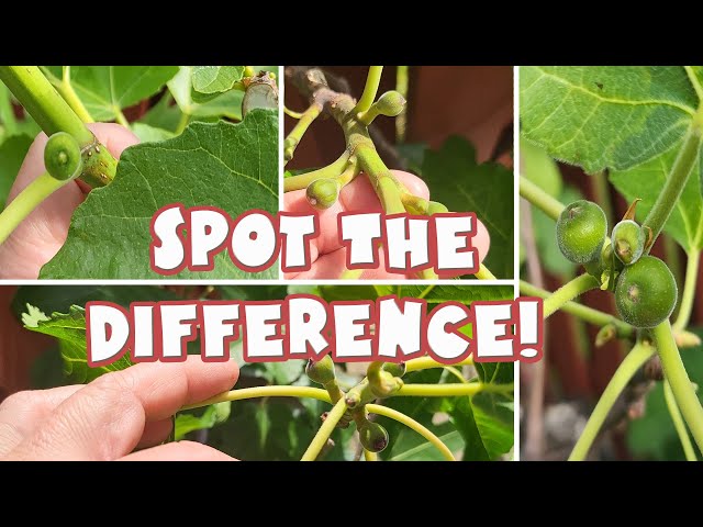 The different fig that you may have!