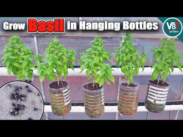 Grow Basil in Bottles: From Seed to Harvest Made Simple!