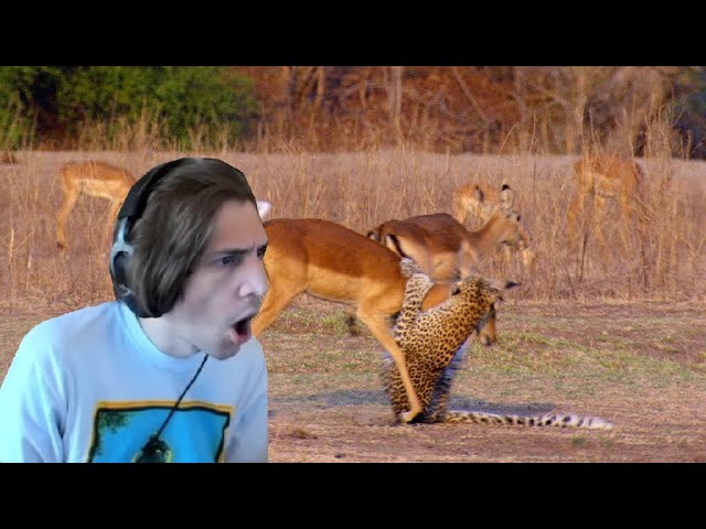 xQc reacts to Animal Videos