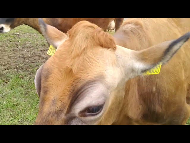 Kühe auf die Weide schaffen! #Dairyfarm