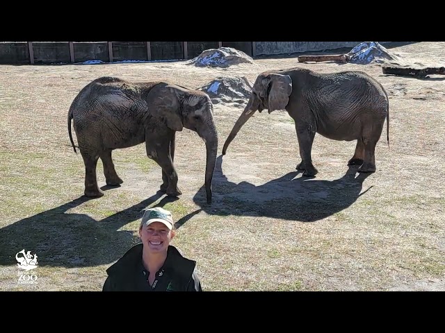 Christie and Zuri Elephant Update!