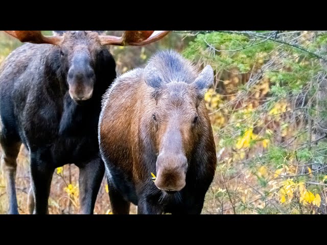 Huge Bull Moose Pursues Receptive Cow during the Moose Rut