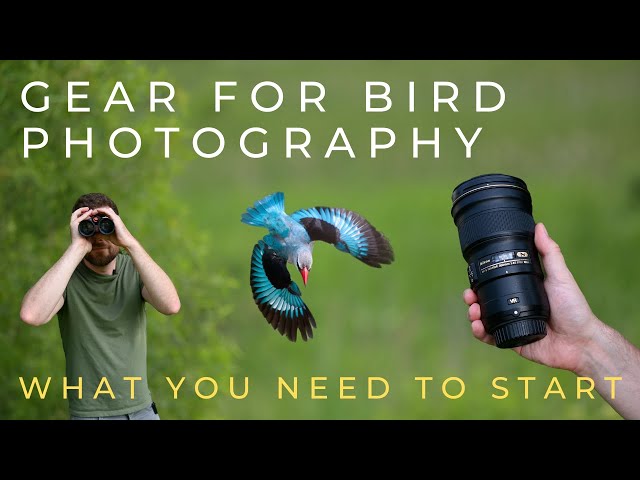 Buy This Gear to Start Bird Photography (on Any Budget)