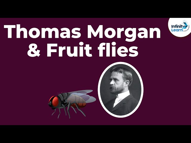 Genetics - Thomas Morgan & Fruit flies - Lesson 10 | Don't Memorise