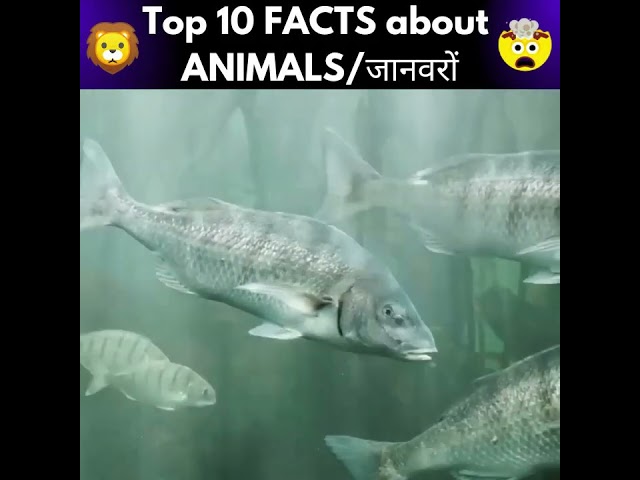 Top 10 Interesting Facts about Animals in Hindi 🦁🧠 - Random Facts, Amazing Facts - #shorts #facts