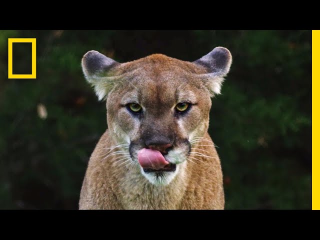 See Why the Mysterious Mountain Lion Is the ‘Bigfoot’ of Big Cats | Short Film Showcase