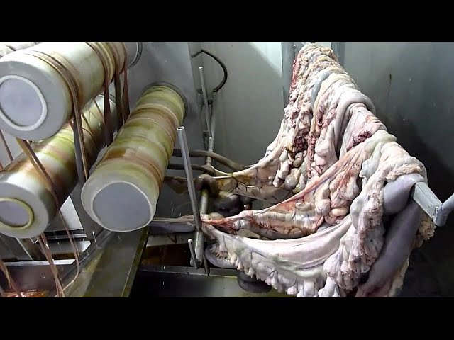 You will be shocked to see this food factory. Unbelievable.