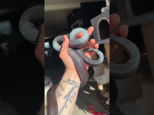 A Holographic Snake