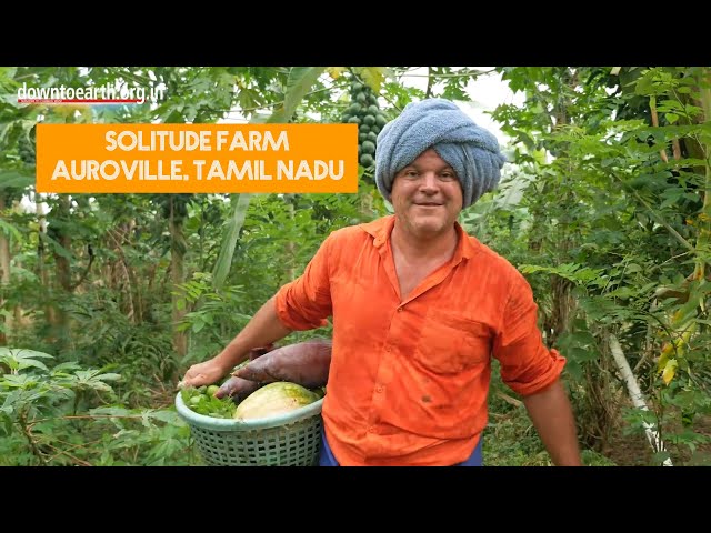 This is an incredible natural food forest grown in Auroville, Tamil Nadu, India