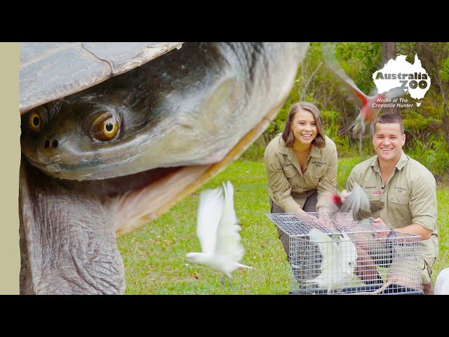 The most beautiful part of animal rehabilitation, the release | Wildlife Warriors Missions