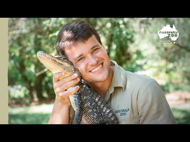 Chandler feeds Australia Zoo's biggest gators | Irwin Family Adventures
