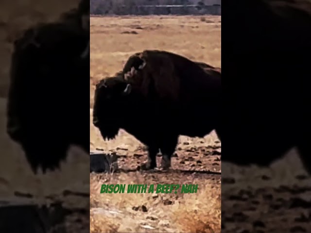 Bison With a Beef? Nah!
