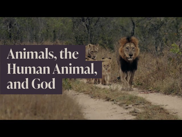 Wonder: Animals, the Human Animal, and God