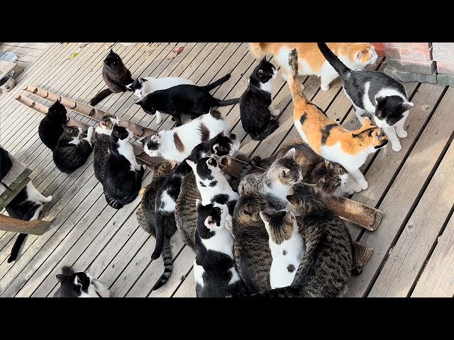 Visiting Japan's Cat Island🐈🐈🐈 | Miyagi Tashirojima Island | ASMR