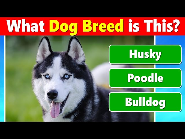 Guess the Dog Breed Quiz 🐶
