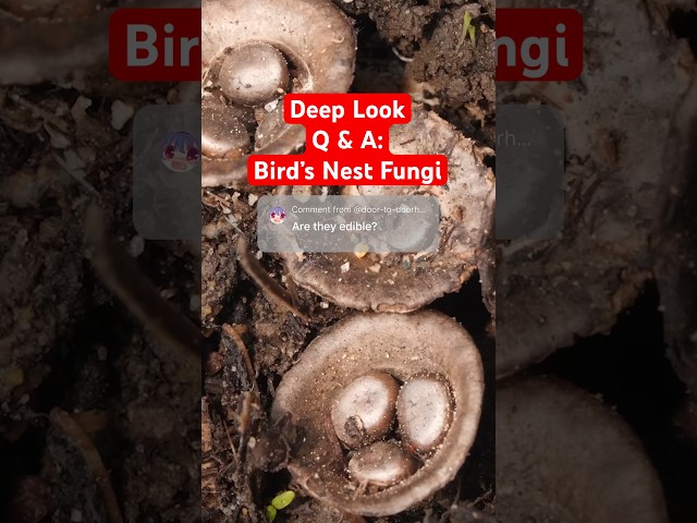 ❓ Your Questions Answered: Bird's Nest Fungi | Deep Look #shorts