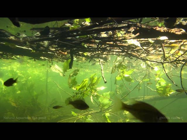 Freshwater Natural Aquarium: Fish Pond [1080p]