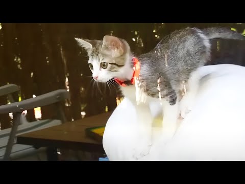 America's Funniest Cat Videos | AFV
