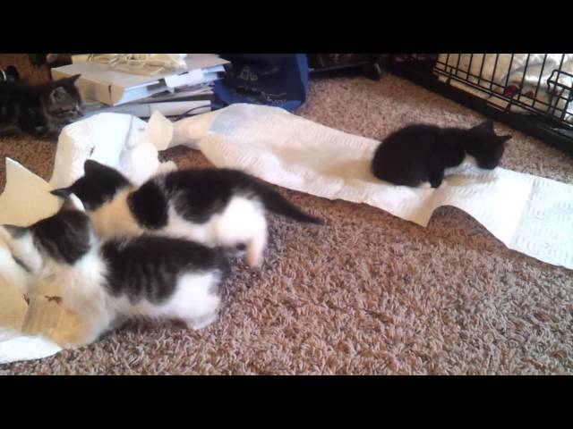 Kittens Playing and Making a Mess