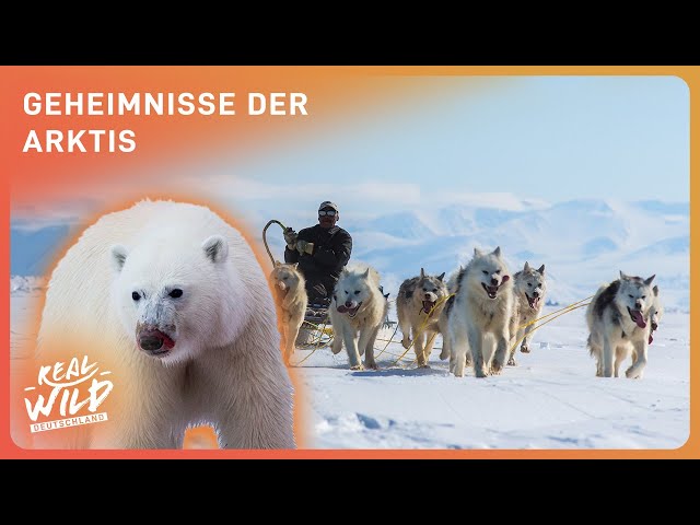 Kanadas ewiges Eis | Von Eisbären und Inuit | Real Wild Deutschland