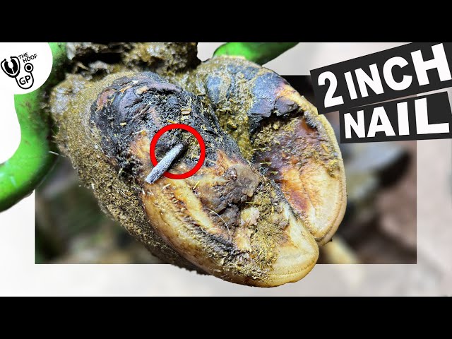 EXTRACTING a HUGE, RUSTY NAIL from COW's PAINFUL HOOF