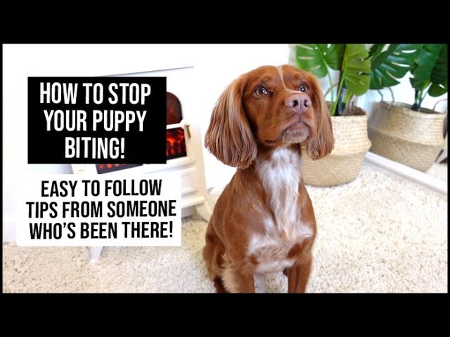 How to STOP a Puppy Biting!!! Easy tips from someone who's done it | xameliax