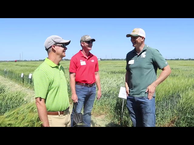 Wheat variety research aims to boost yields