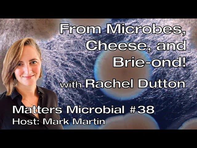 Matters Microbial #38: Microbes, cheese, and Brie-ond!