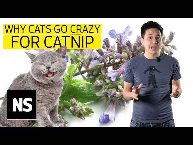 Why do cats go crazy for catnip? I Science with Sam