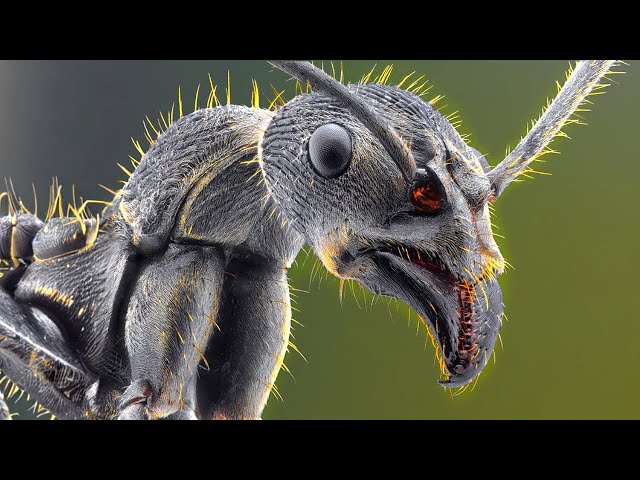 The Traumatizing Reality Of Ants Up Close