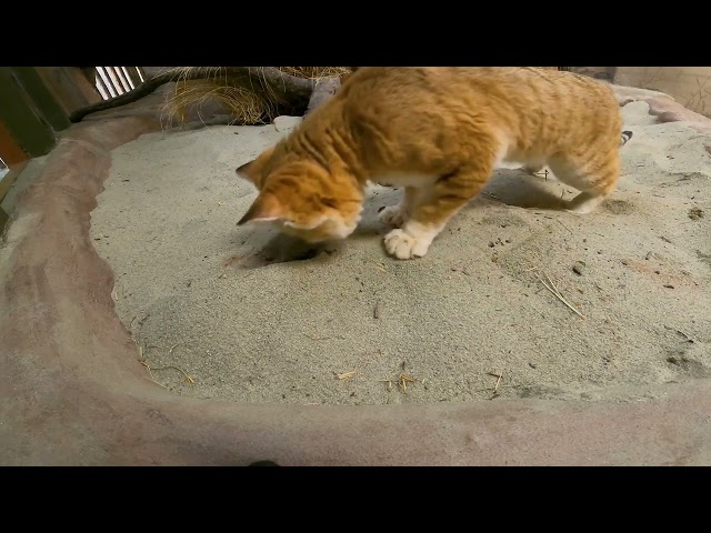 Sand cat digging ASMR 🔊