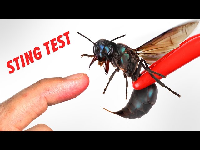 STUNG by a WARRIOR WASP! (with Pain Rating)