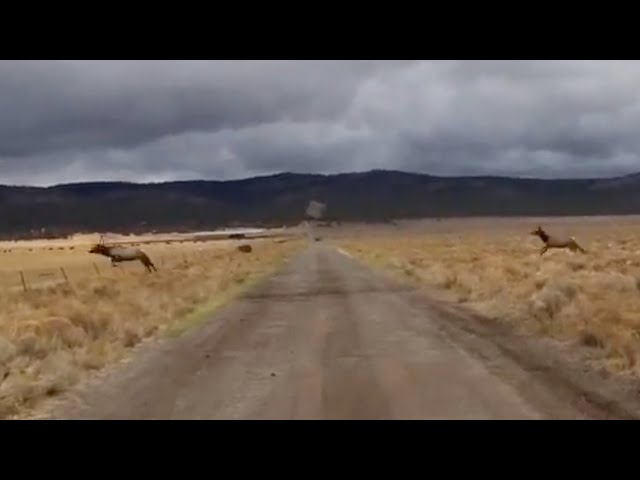 Bull Elk Trips and Dies