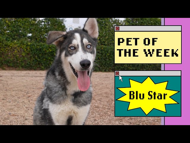 Pet of the Week - Blu Star
